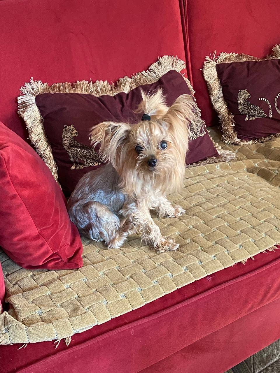 Пропала девочка йоркширский терьер, район Карпинского