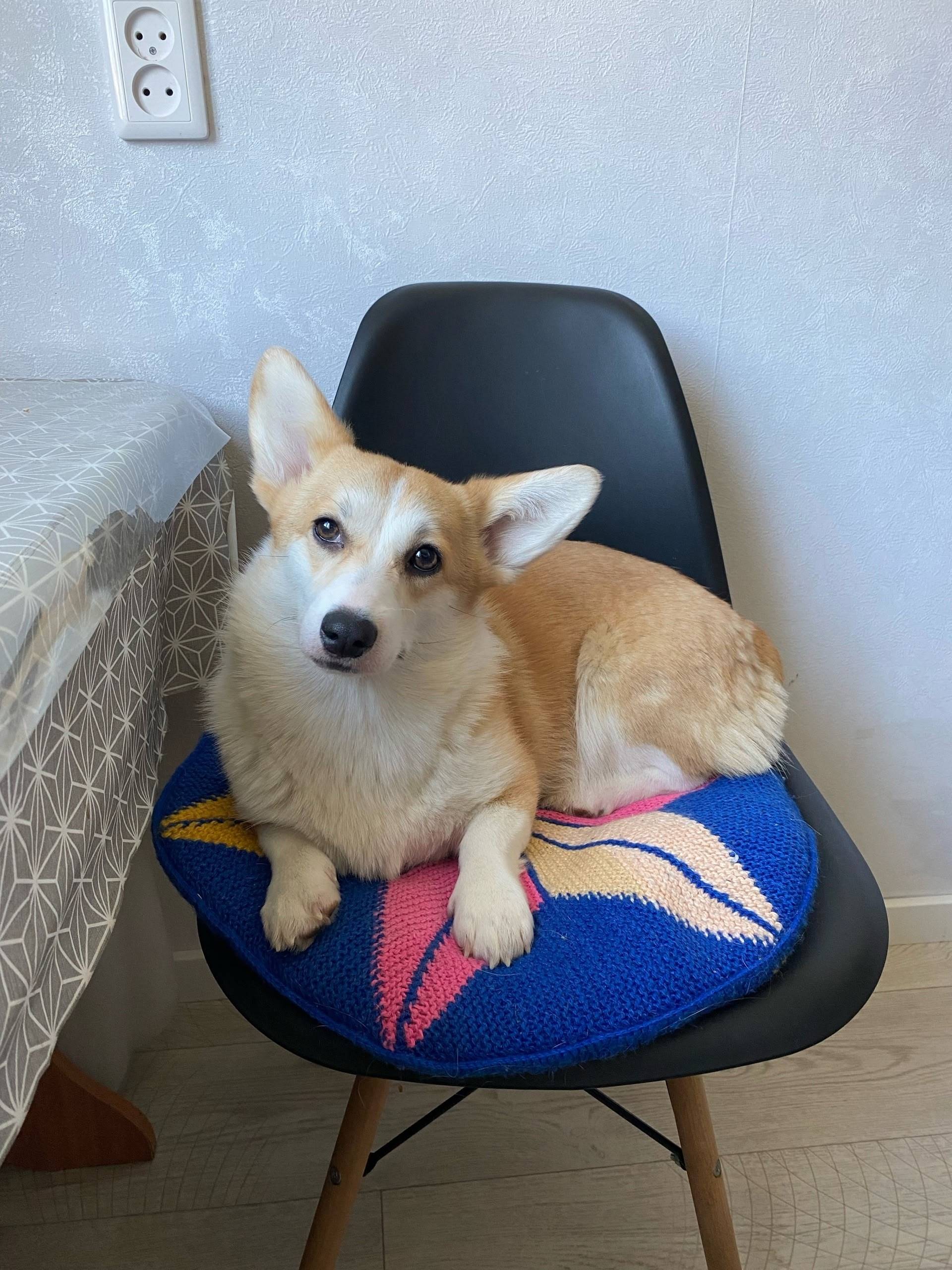 Пропала собака Боня, улица Сибирская