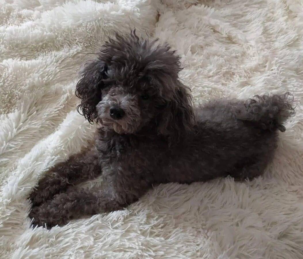 Пропала карликовый пудель Пуля, Коломна