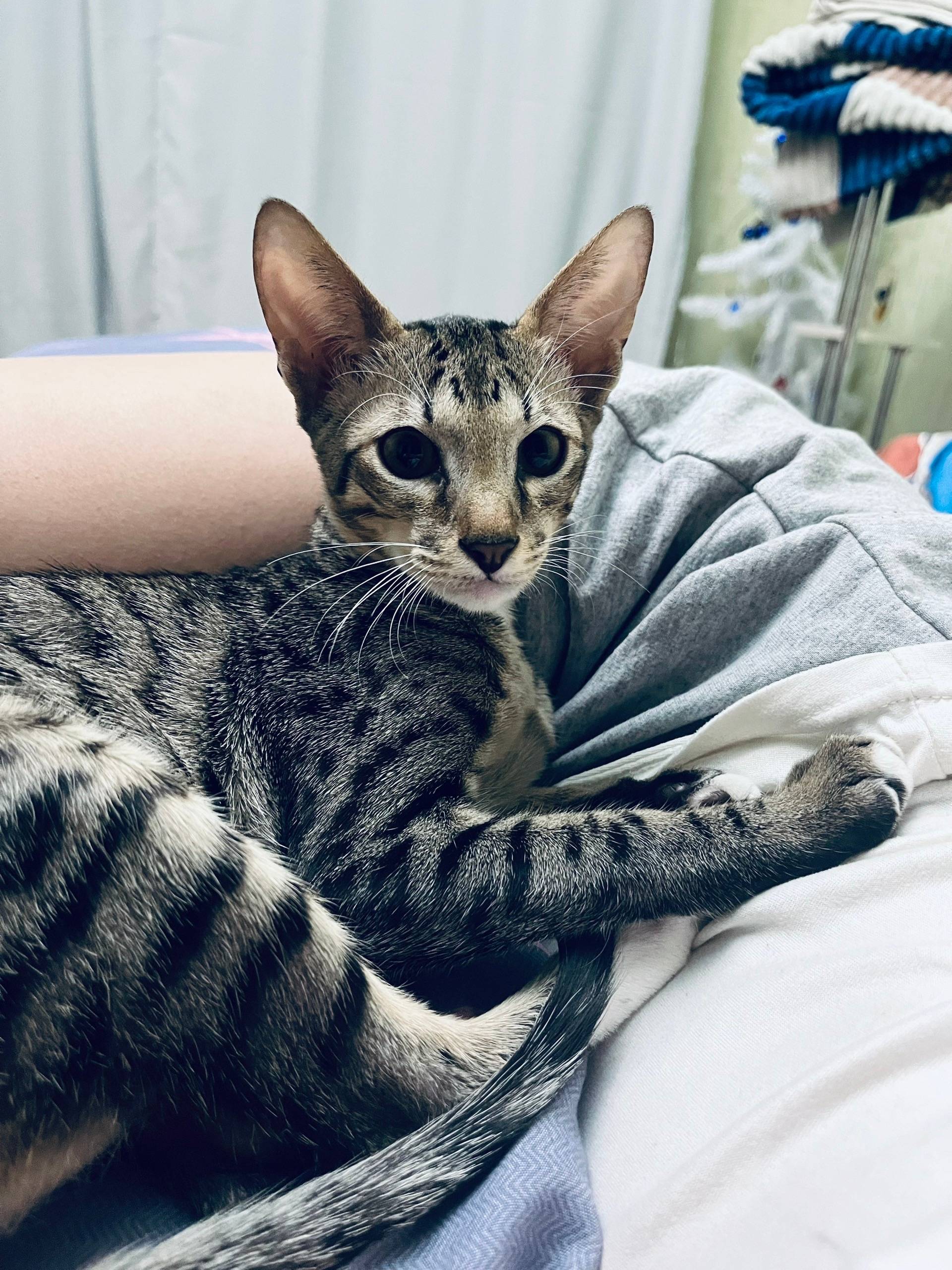 Пропал кот, район строителей 20