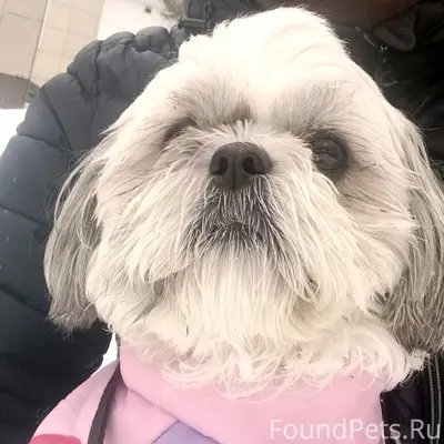 Пропала маленькая собака ши-тцу Ася, Островского 34