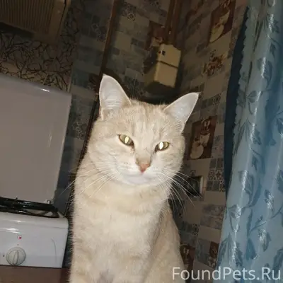 Пропал кот, одно ушко порвано, ул. Галушкина