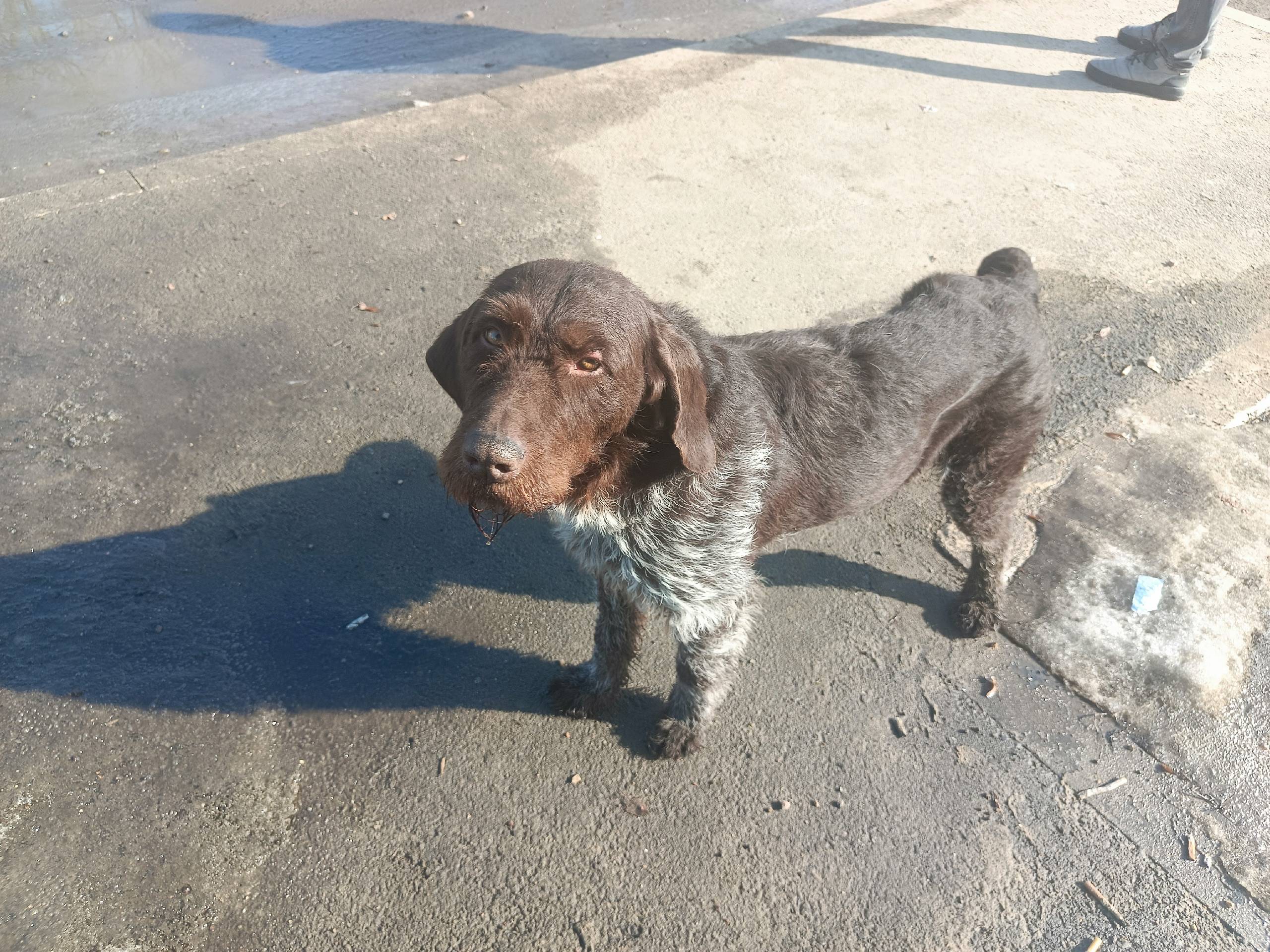 Пропала собака Дратхаар, село Доброе