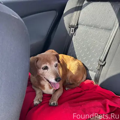 Найдена такса, трасса Ялта — Севастополь