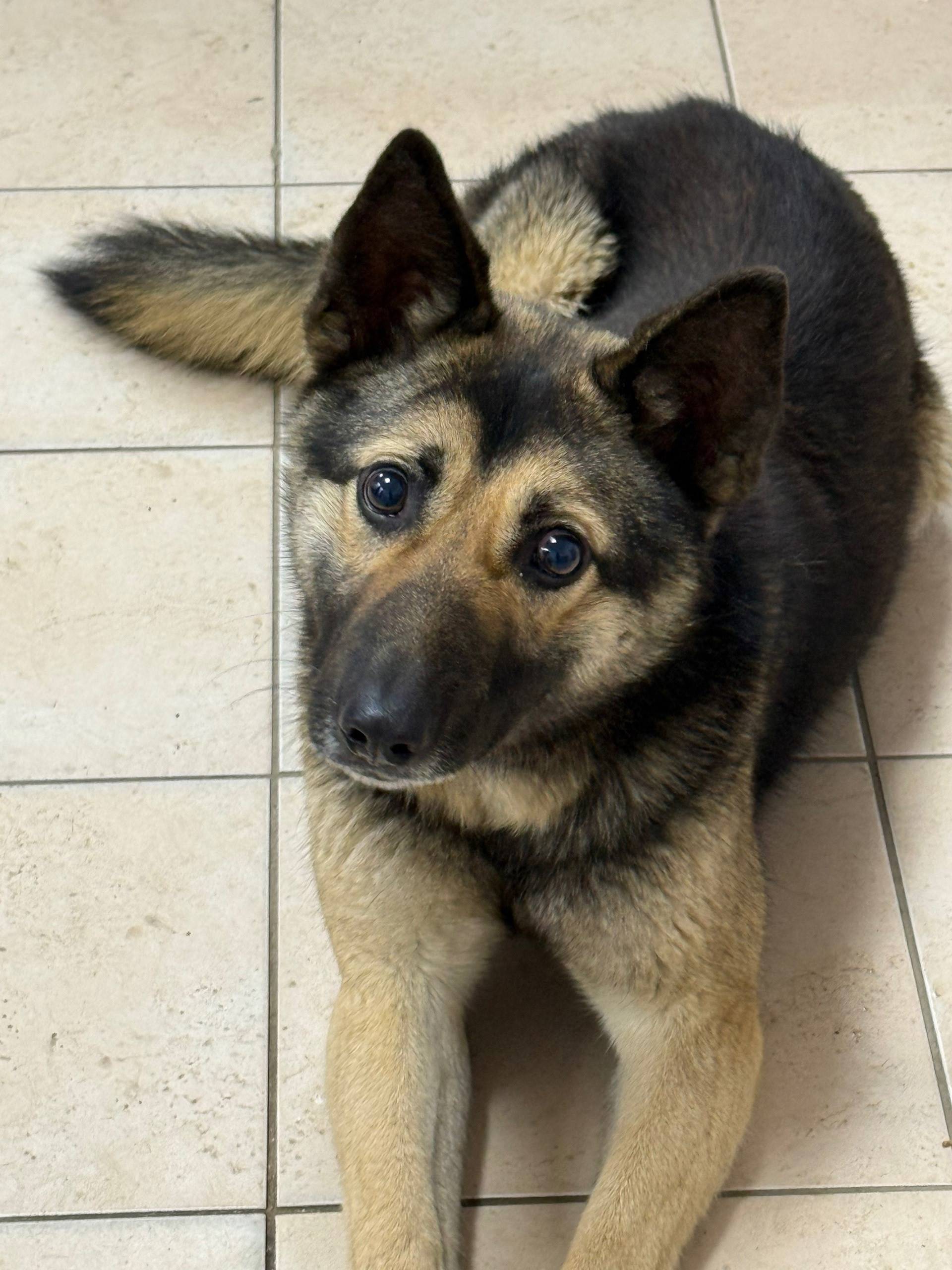 Найден щенок, предположительно глухой и слепой, Кировский район