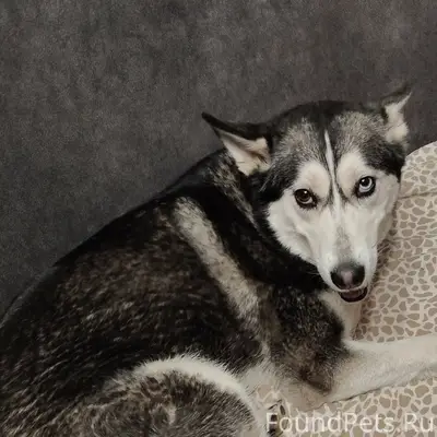 Пропала собака Юта, городок Строителей