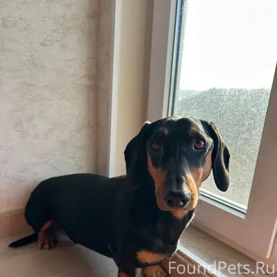Найден кобель такса, ул. Богданова