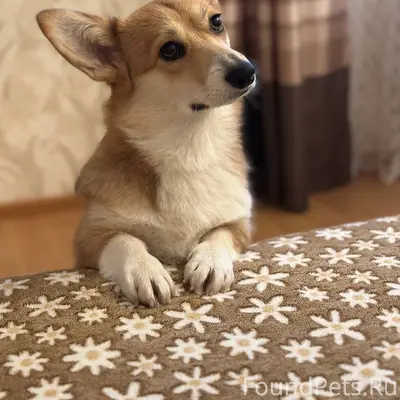 Пропала собака Лесси, есть ошейник