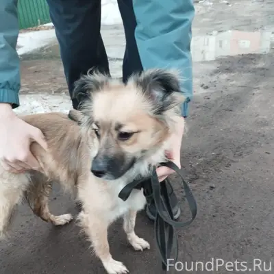 Найден тип собака, [без клички], Красногорск