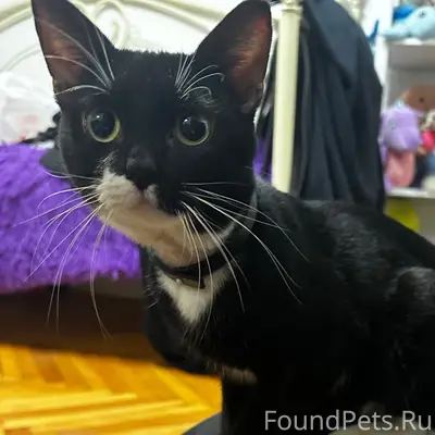 Найден котёнок с ошейником, Вокзальная улица