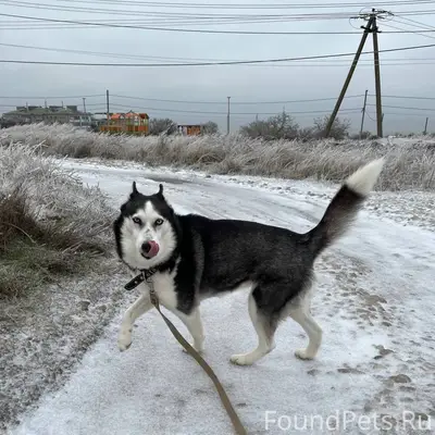 Пропала хаски Малина, Строй-городок