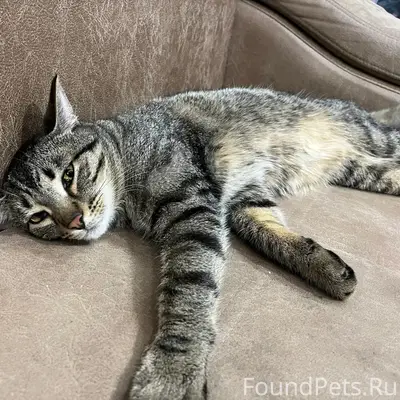 Найден кот, Жалнина 18