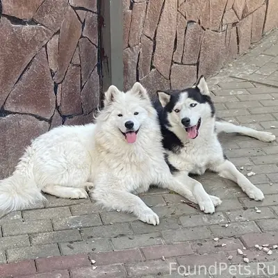 Пропали Хаски Марс и самоед Мия, Таврово 2