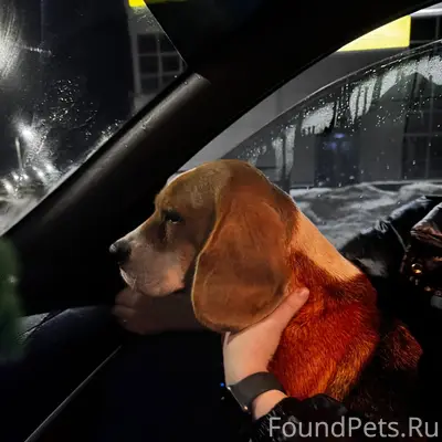 Найден джек рассел, девочка, улица Стрелковой