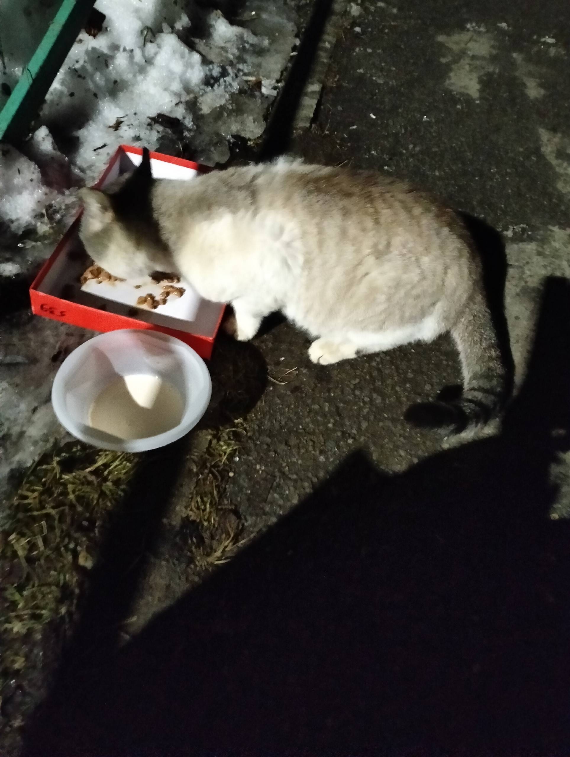 Найден котик, улица Воркутинская