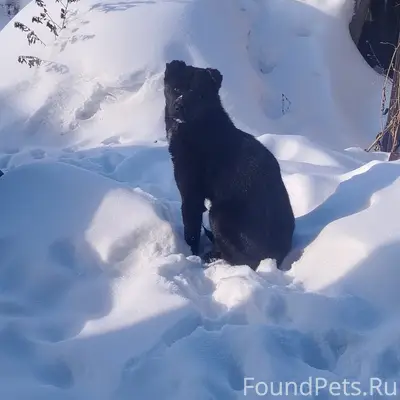 Найден метис алабая, район магазина Стройка