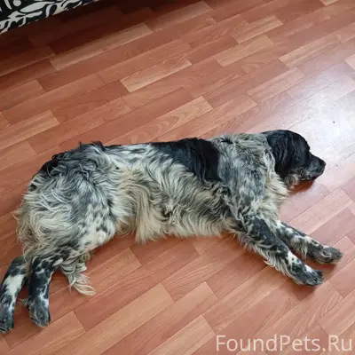 Пропала собака, улица Приозерная 6