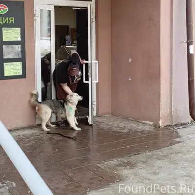 Пропал молодой пёс, юго-запад