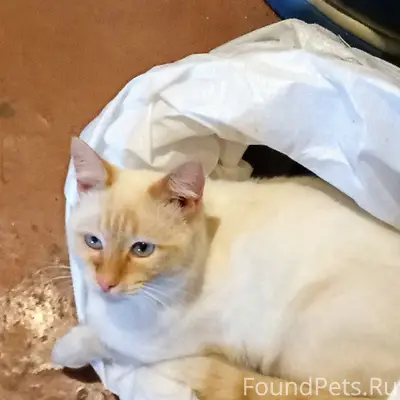 Пропали три кота