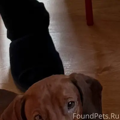 Пропала такса, Киржачский район