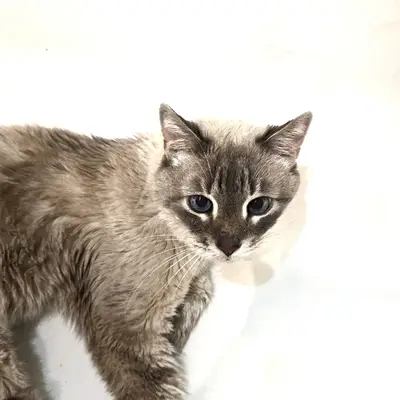 Пропал кот Барсик, ул. Седина д. 36