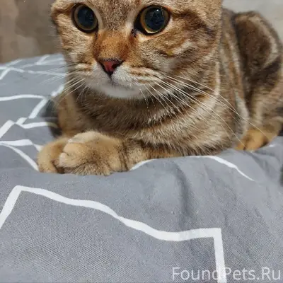 Пропал домашний кот Джерри, Заволжье