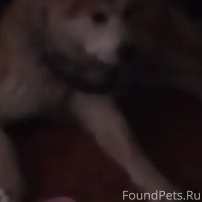 Пропал Кобель Акиты Ину Хатико, г. Рязань