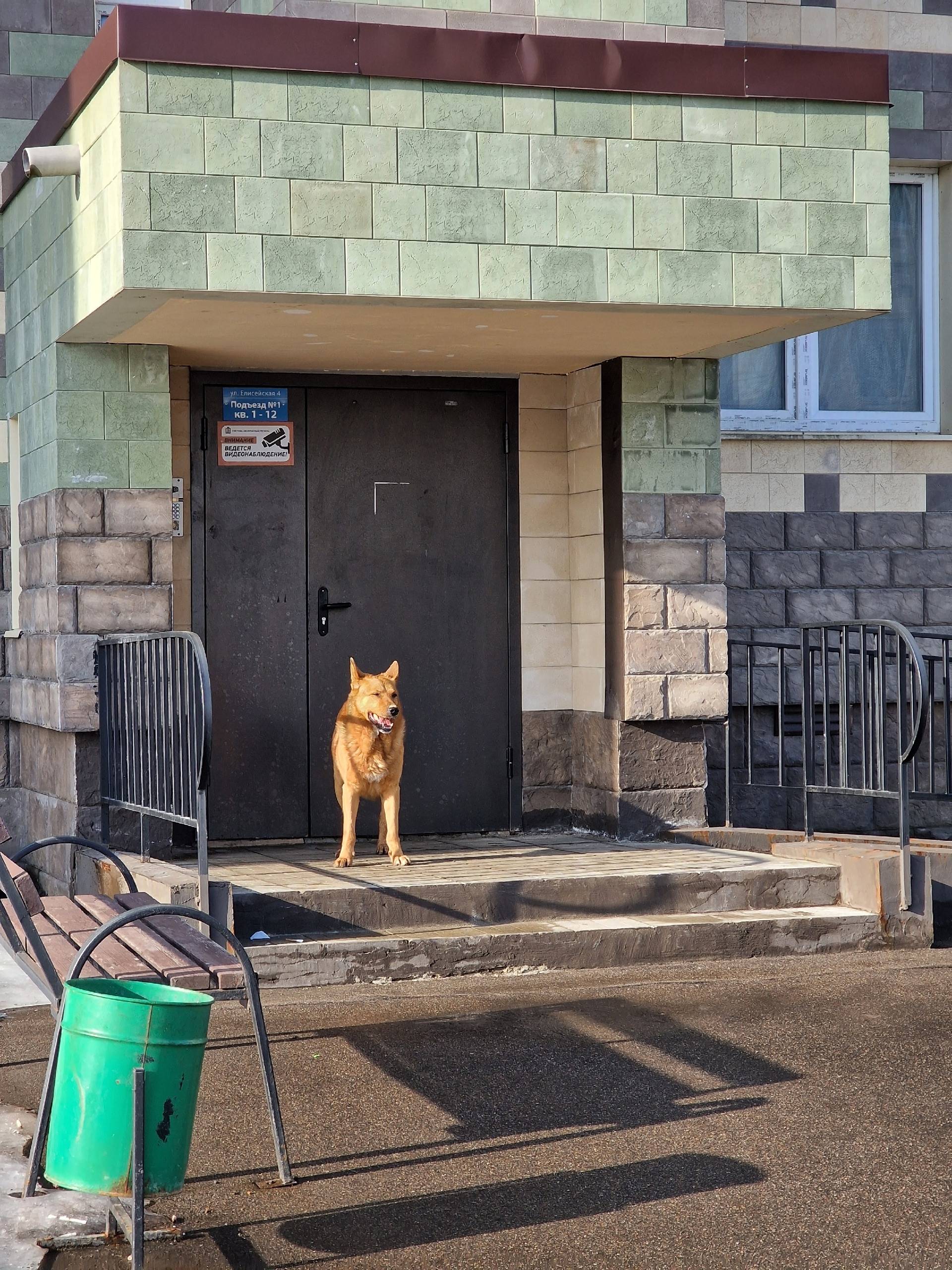 Найден крупный пес, хромает, мжк Изумрудная Долина