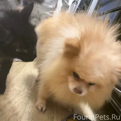 Найден тип собака, район кристалла