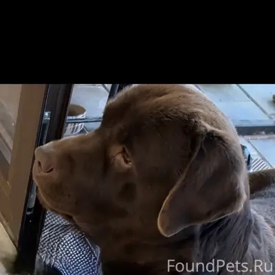 Пропал Лабрадор Цитрус, Симферопольский район