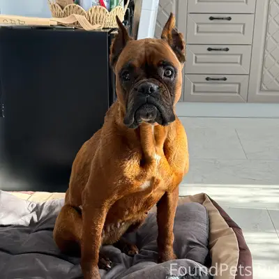 Найден боксер, Новоселки, чеховский район