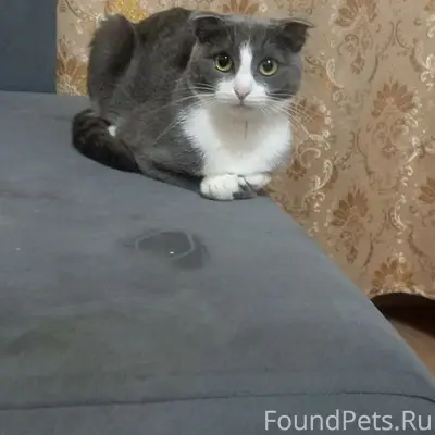 Пропала кошка Тася, улица Зарубина