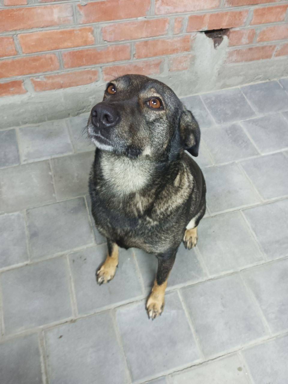 Пропала дворняжка Чапа, Ростов на Дону