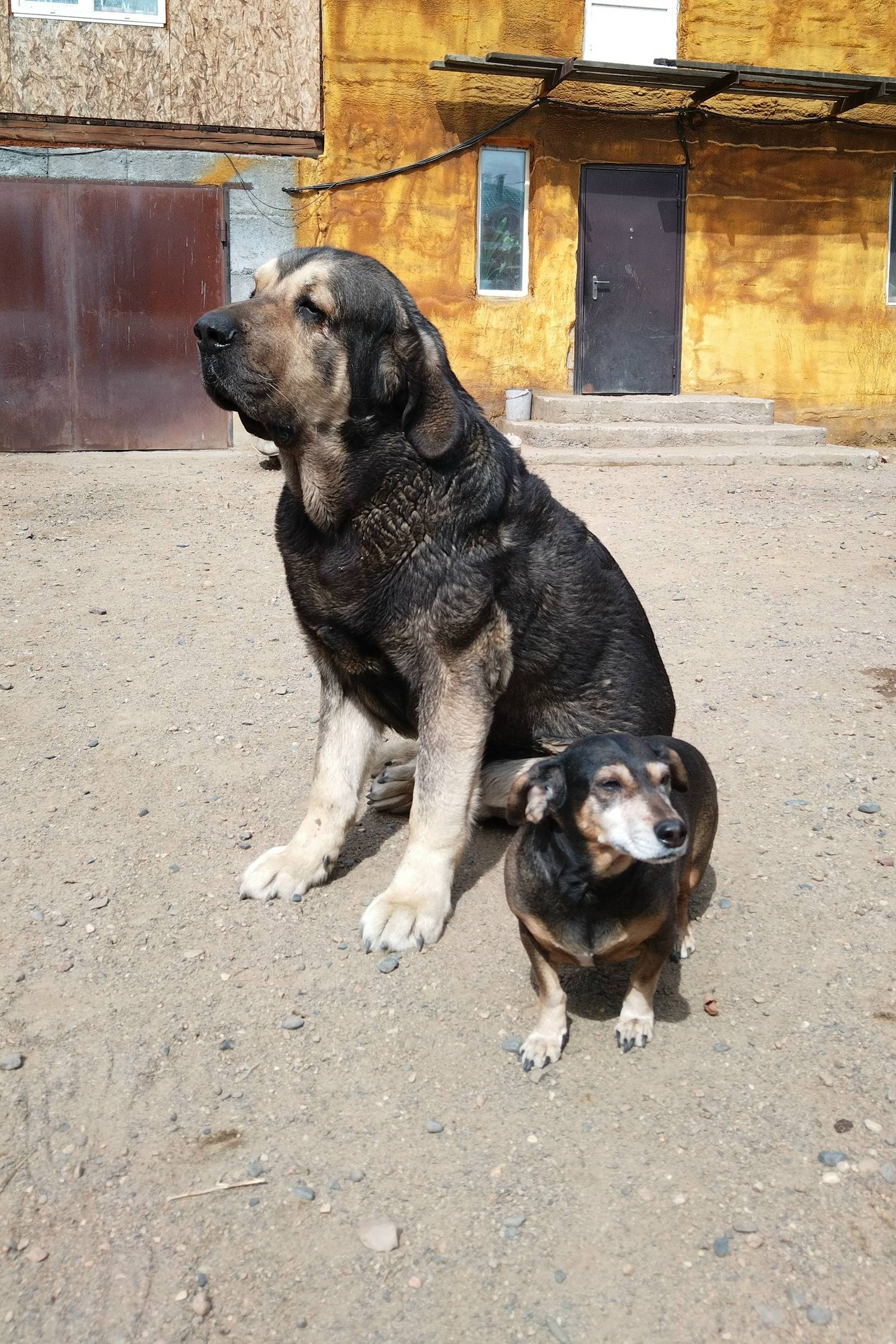 Пропал мастиф, район оз. Кенон