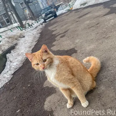 Найдена кошка, район Драмтеатра, Калуга