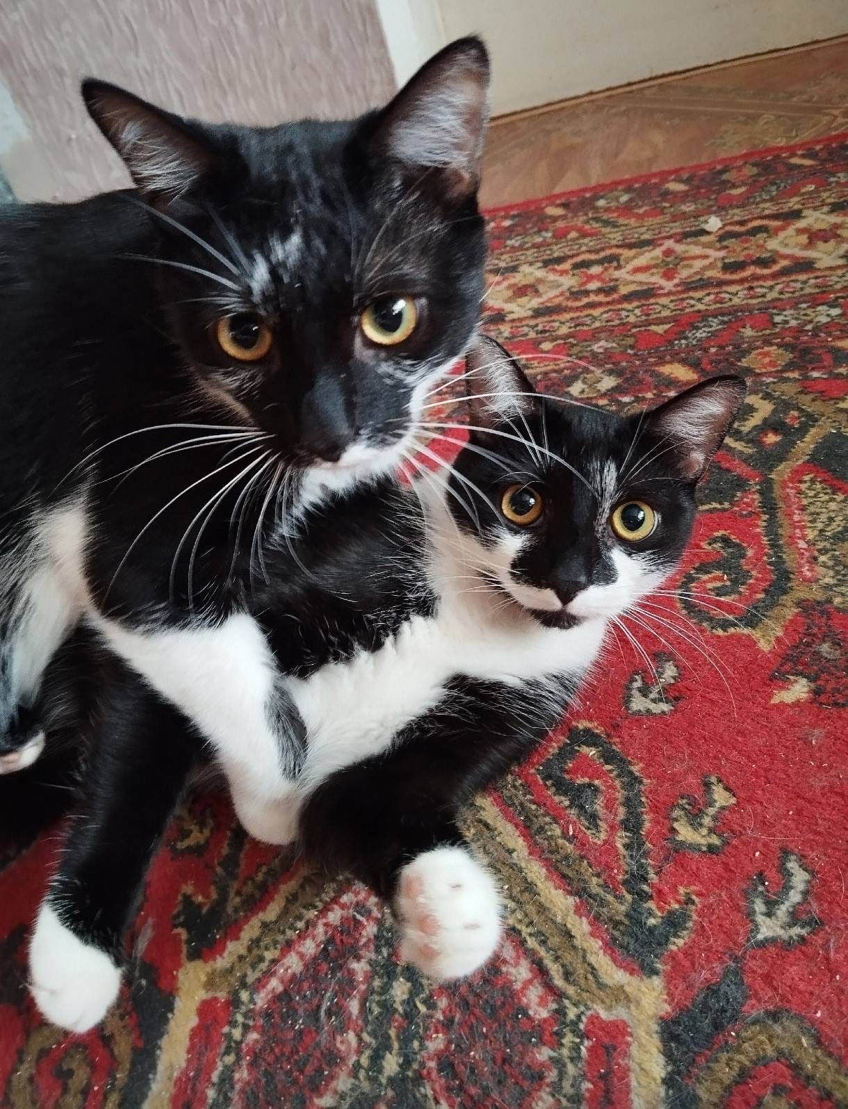 Найдена кошка, неизвестно где