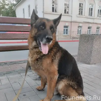 Пропал пёс Жан, район Митридата