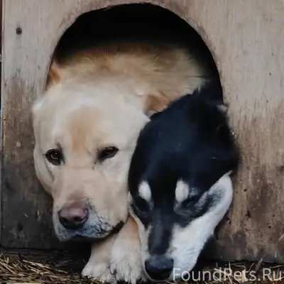 Пропали собаки, Рогатка