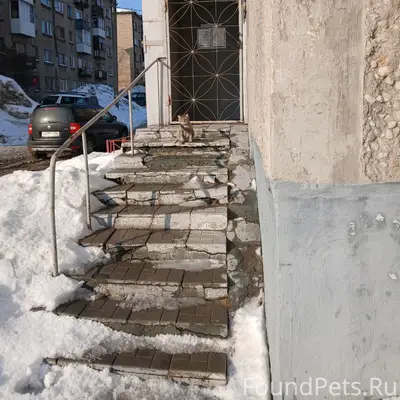 Пропал котёнок, Гагарина 16