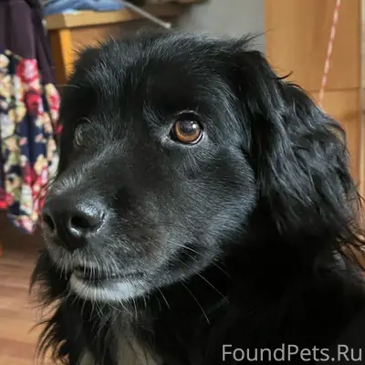 Пропал пёс Раф