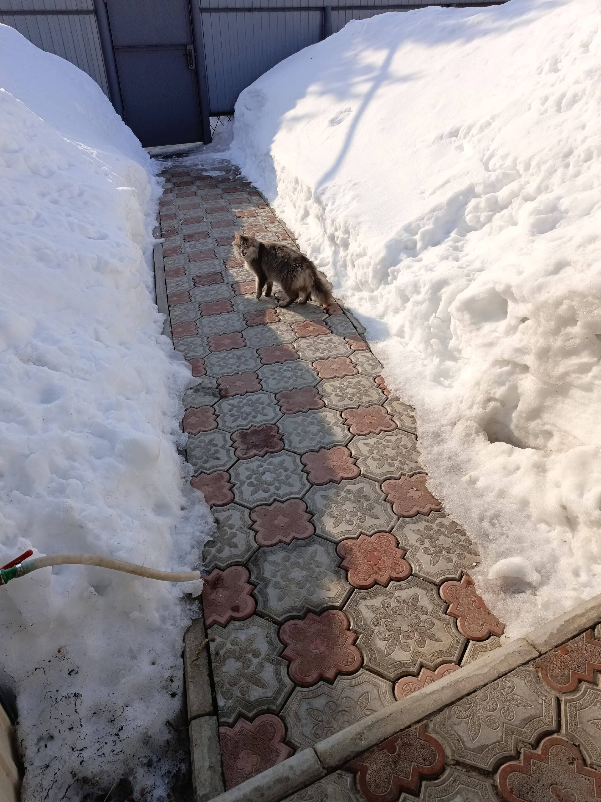 Пропал кот, серый с зелёным ошейником