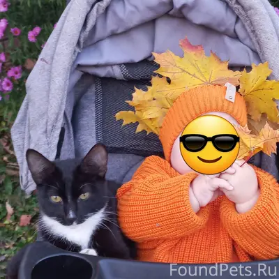 Пропал кот, микрорайон Зеленка