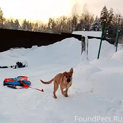 Пропала собака