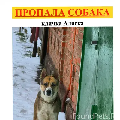 Пропала собака