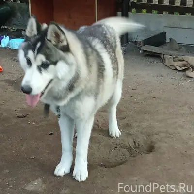 Пропала хаски Дина, Ногинск