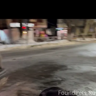 Пропала собака, бегает на ДК Железнодорожников