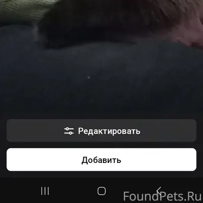 Пропала кошка, улица Покровская