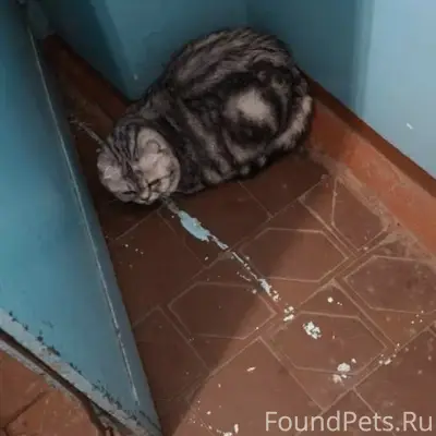 Найден шотландский вислоухий, левый берег, пос. Солнечный