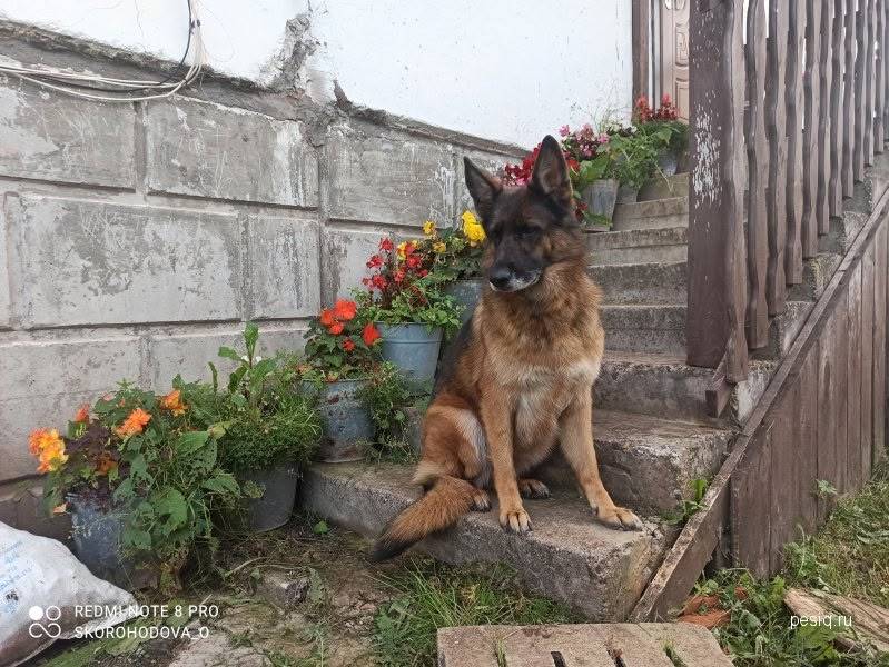 Пропала овчарка, д. Фишнёво