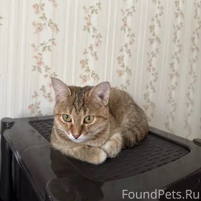 Пропала кошка, ул. Виктора Розова